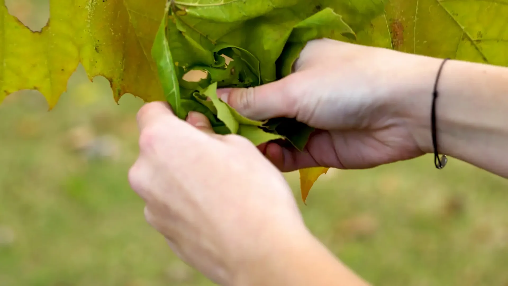 Film still from short observational film: Hands grab at a large leaf.