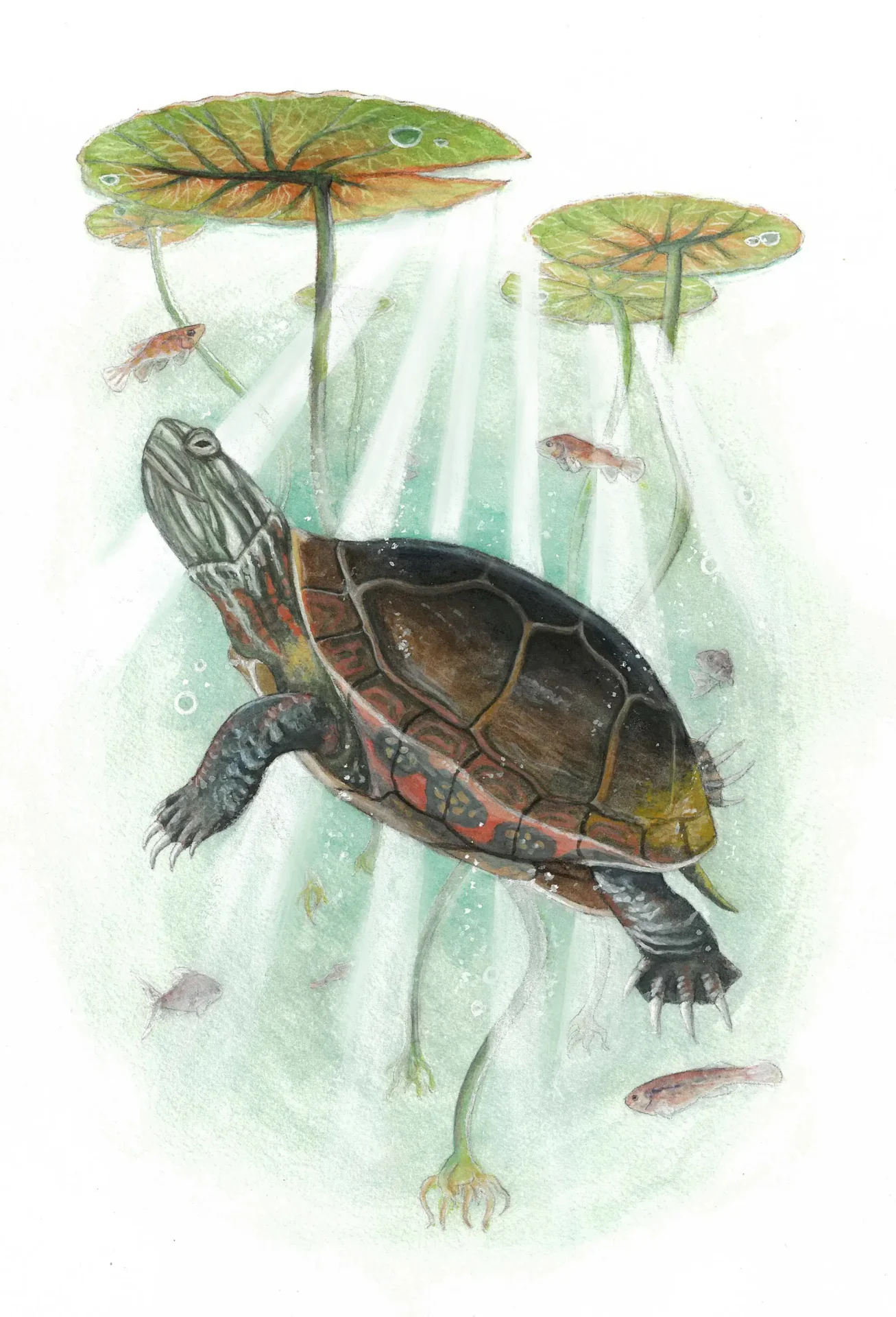Illustration of turtle and lily pads