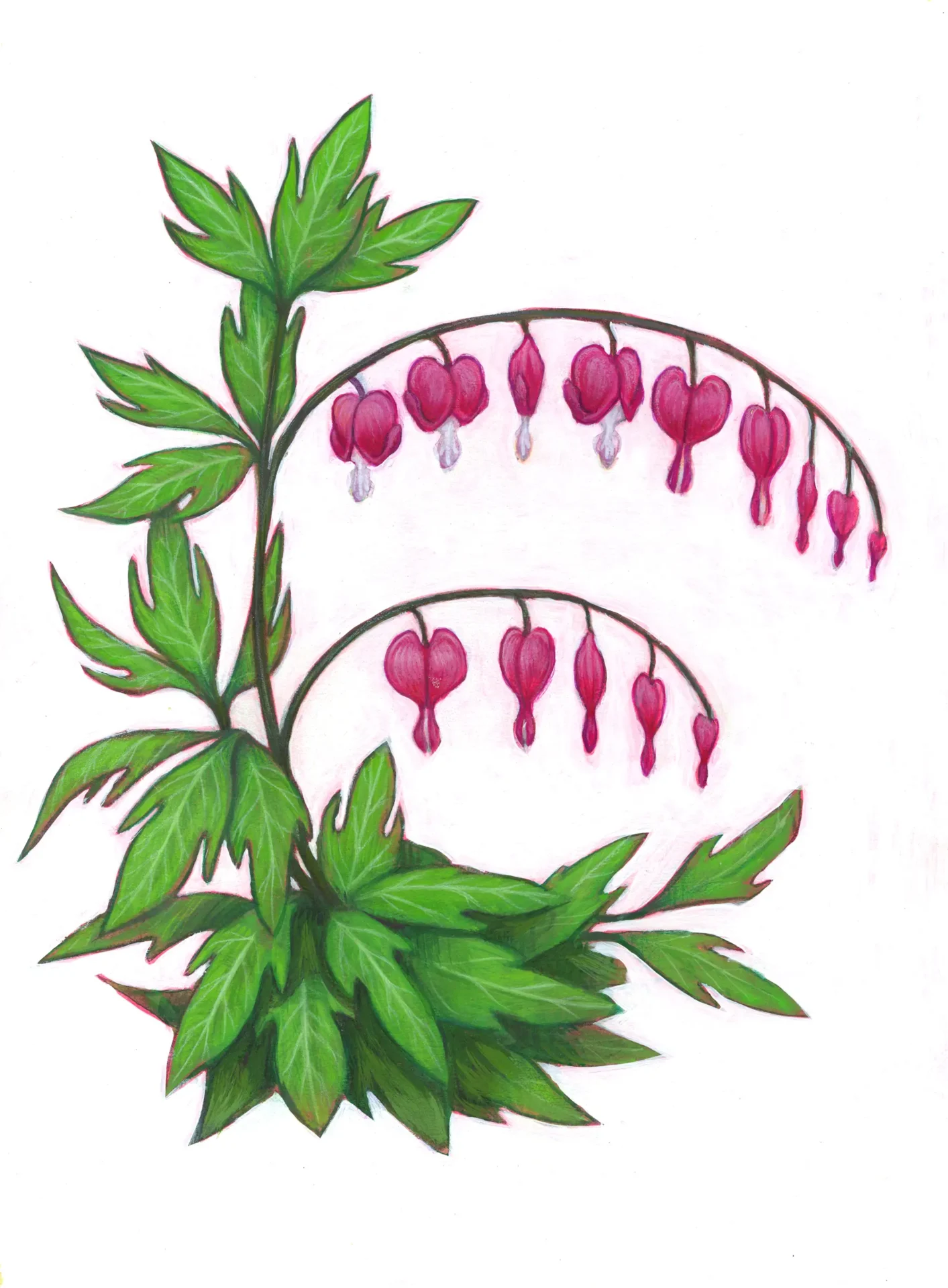 Illustration of the bleeding heart plant