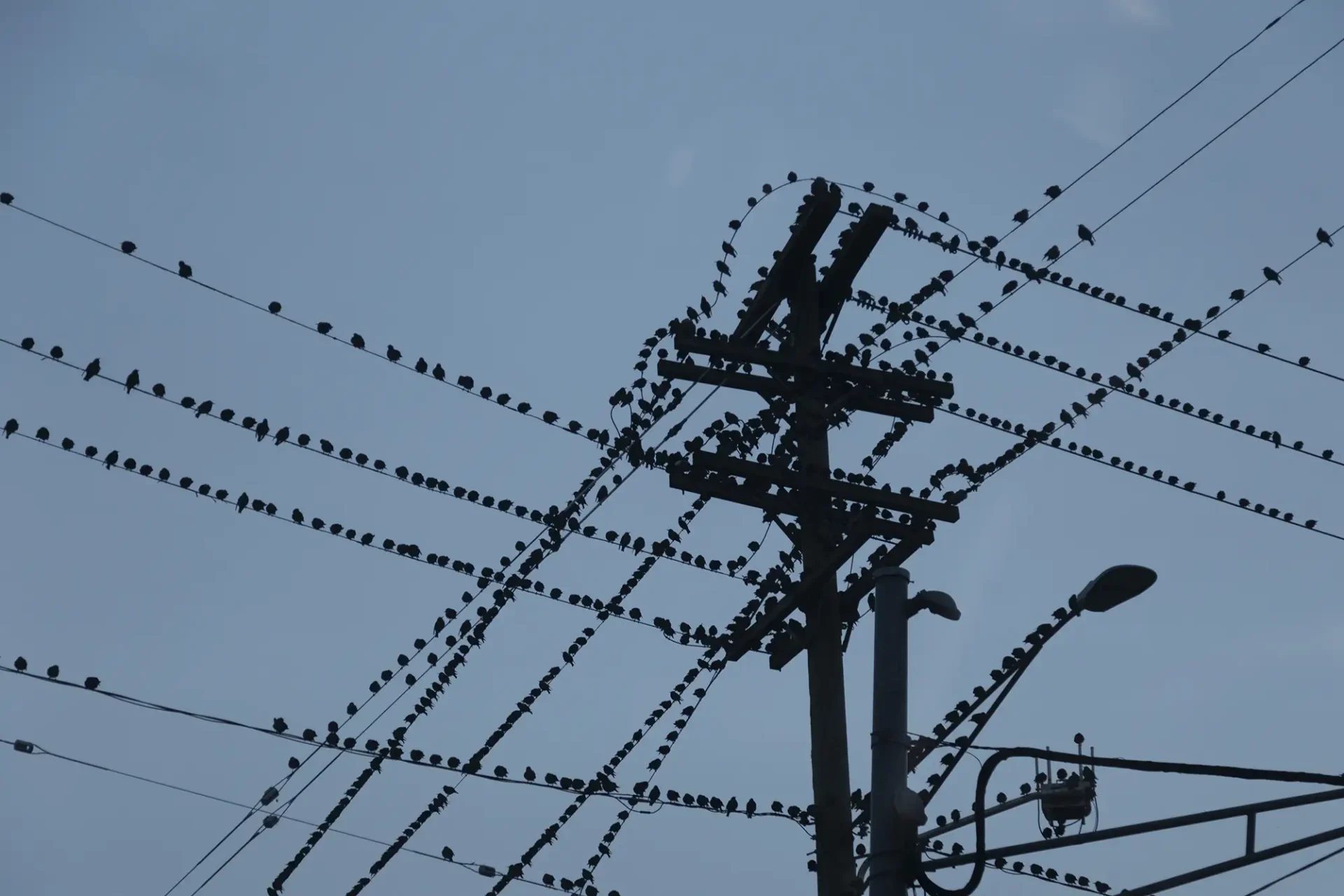 Silhouettes of birds and powerlines against a dark blue sky.