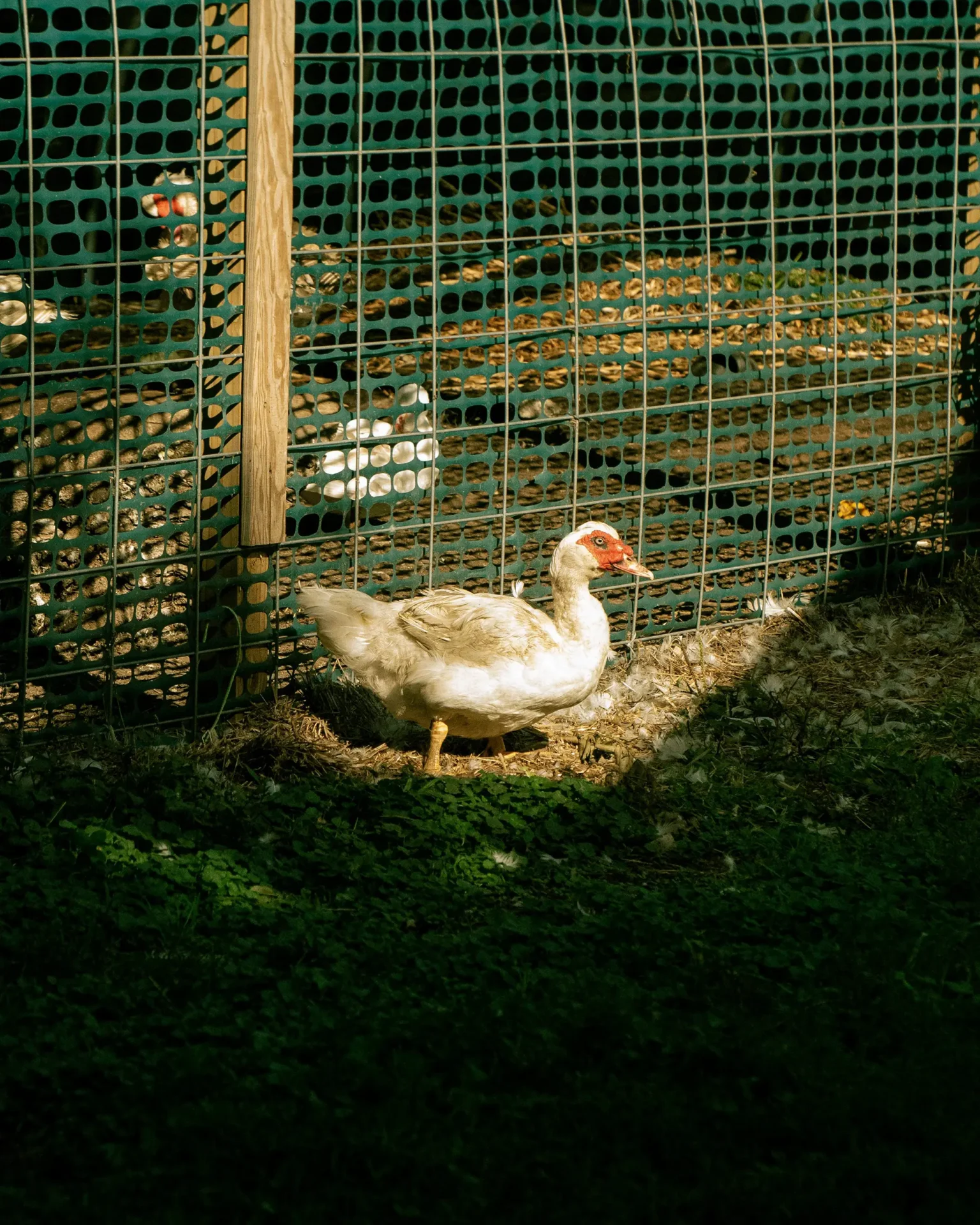 Photo of a duck taken in front of a fence.
