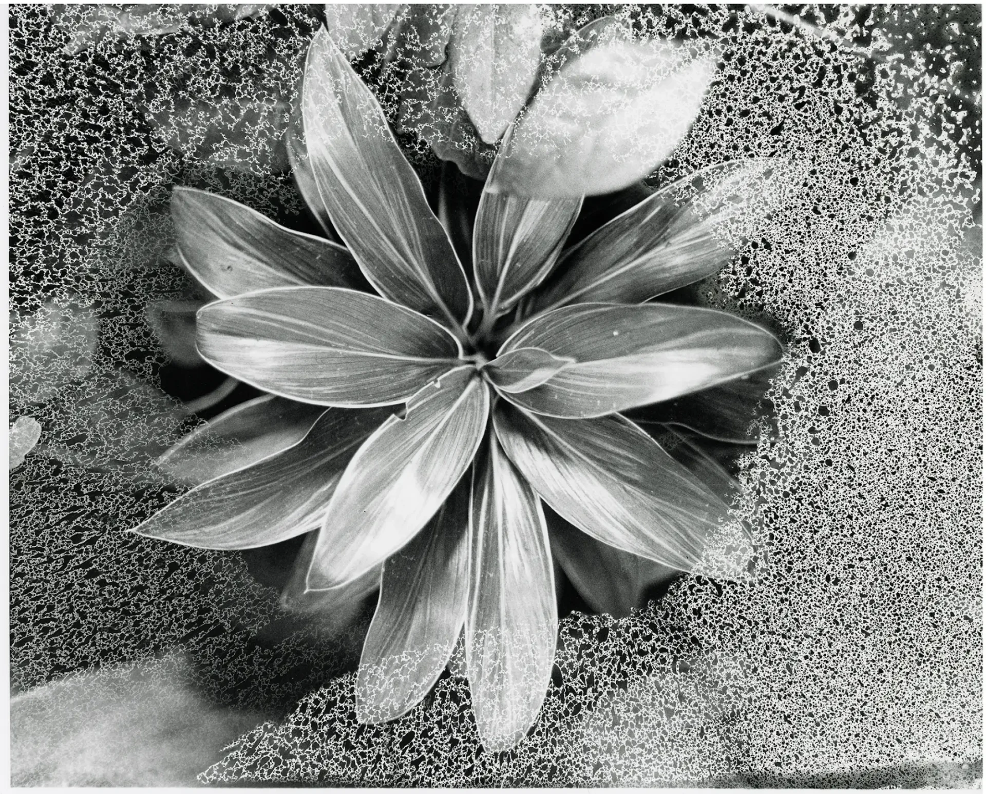 Close up of a Dracaena Fragans plant.