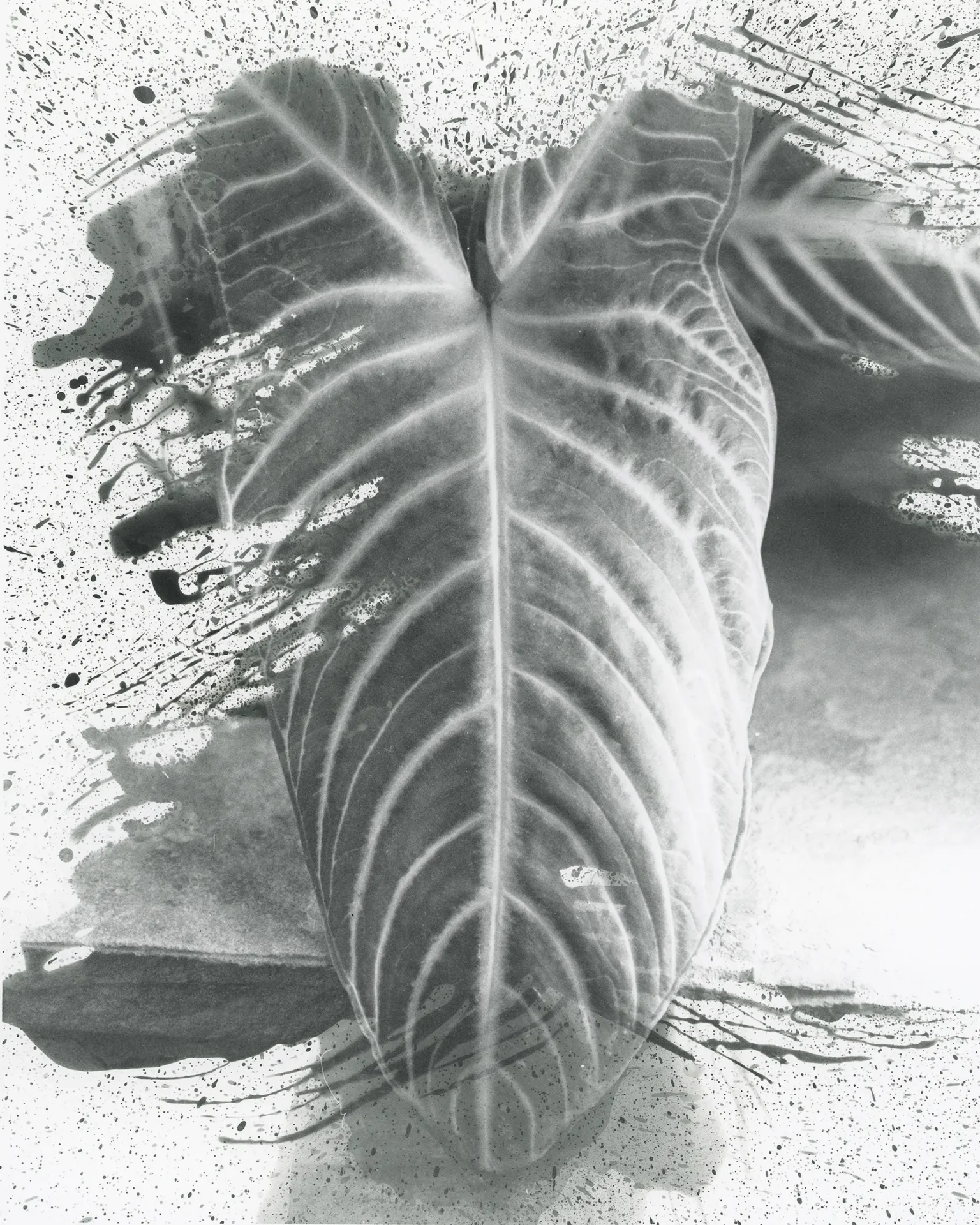 Close up of an Aloe Rauhii plant.