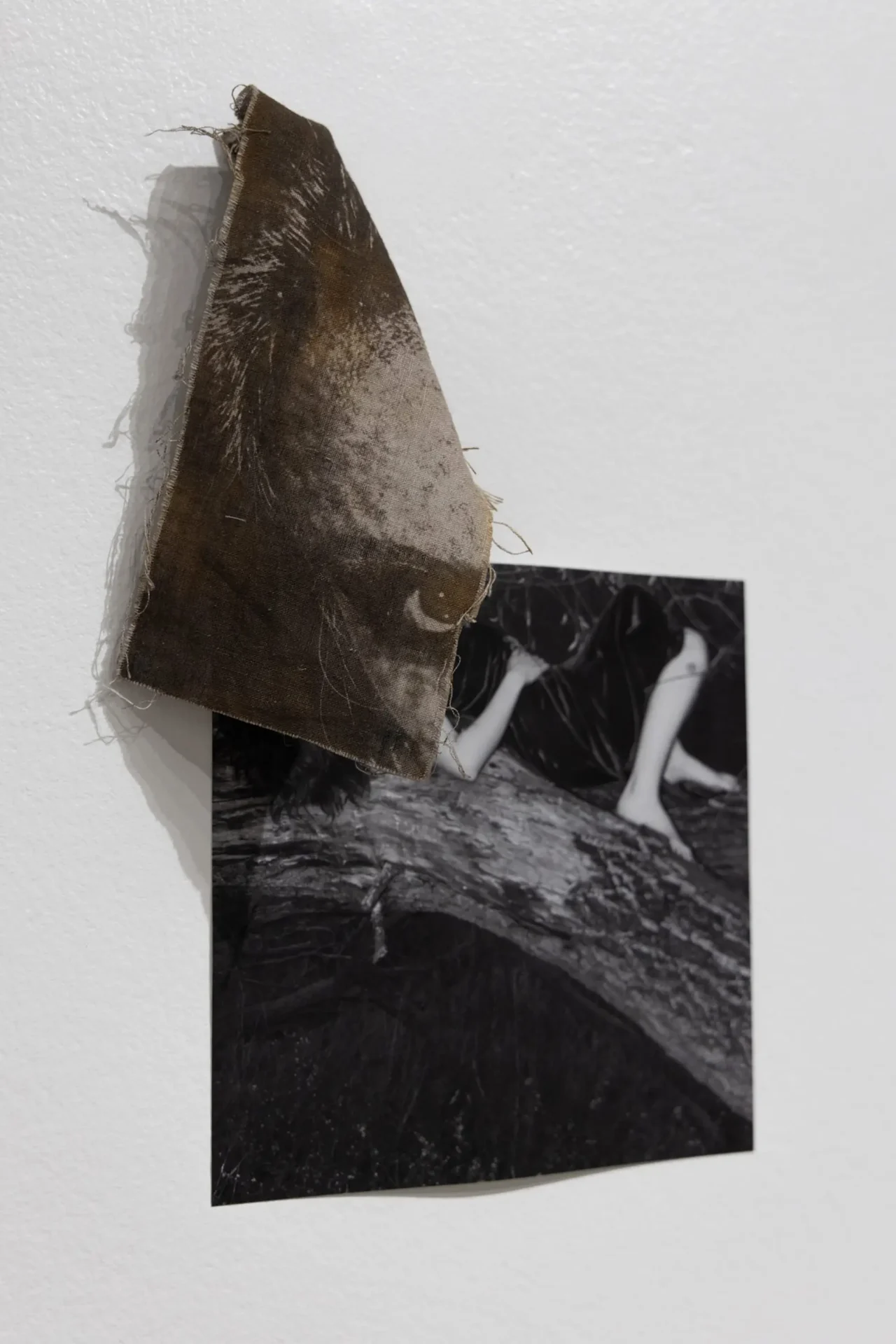 Cyanotype of an eye pring on fabric fabric and draped over a digital print a body lying on a tree.