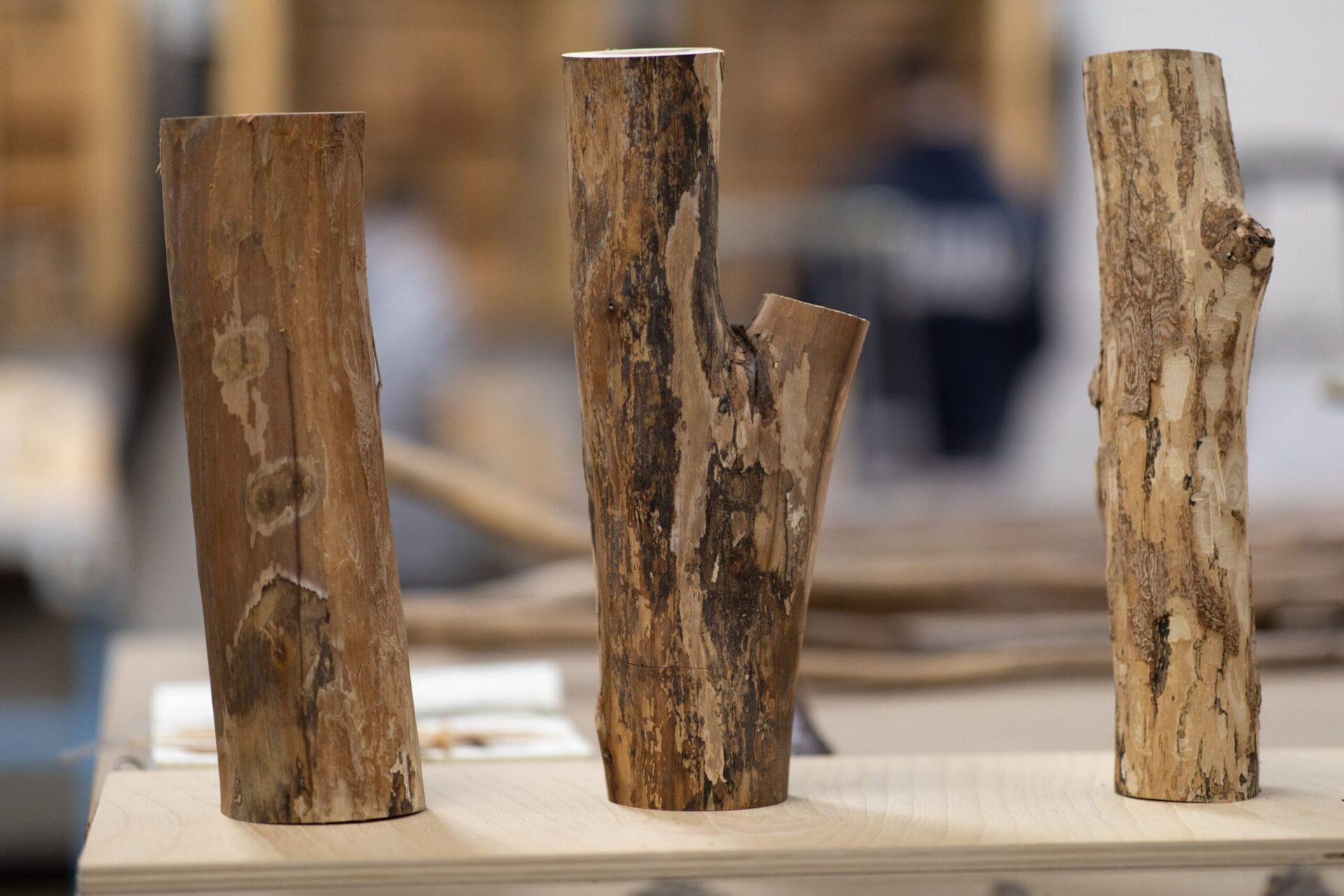 Three cuts of tree branches standing upright on a table