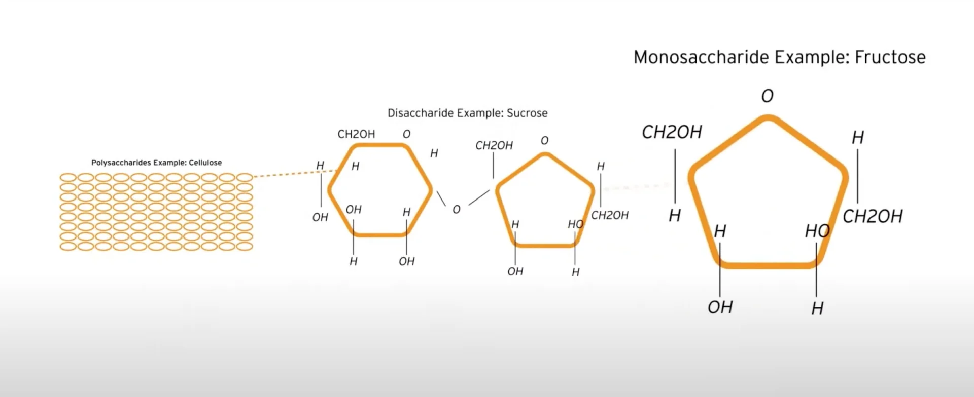 A diagram illustrating the three types of carbohydrates: a polysaccharide (cellulose) represented by a large grid of connected ovals, a disaccharide (sucrose) shown as a bonded glucose hexagon and fructose pentagon, and a monosaccharide (fructose) shown as a standalone chemical ring structure.
