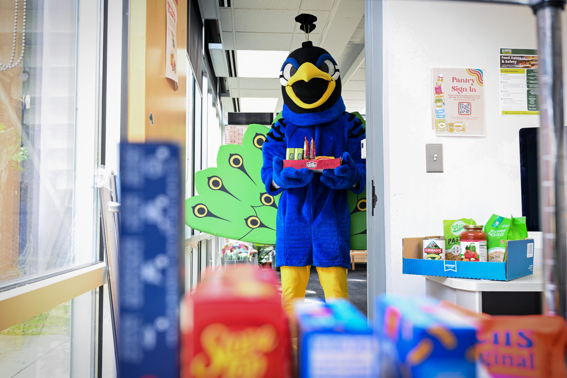 A blue peacock mascot, Watson from CCS, walking down a hallway while holding a small tray of items.